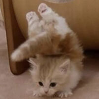 Goon Goon Goon Academy