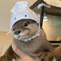 Otter GmbH