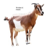 WOCHNER &amp; FRIENDS