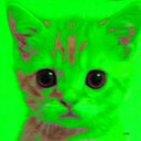 Mister Rushy