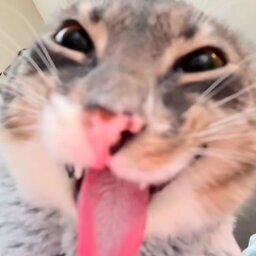 Mokwaii