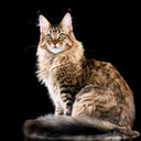 Cat in real life