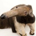 Anteater3