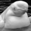 Beluga