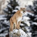 RiSK Puma