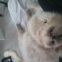 HandiDog